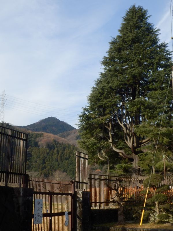 ヒマラヤスギと高塚山