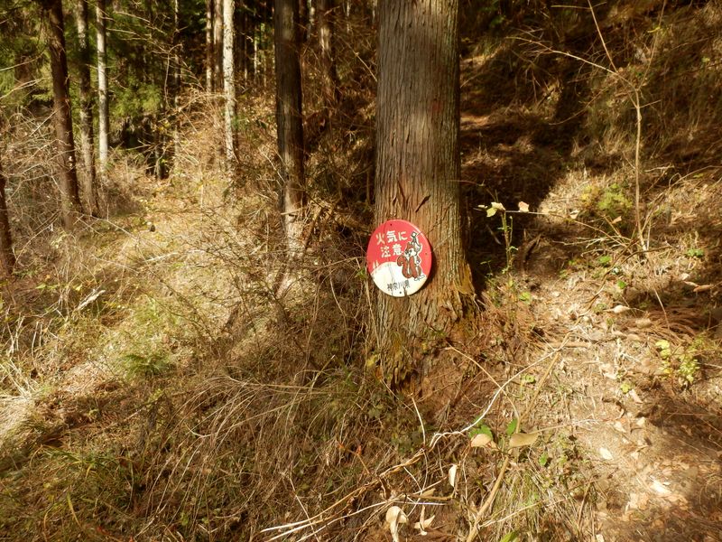 尾根筋を目指す