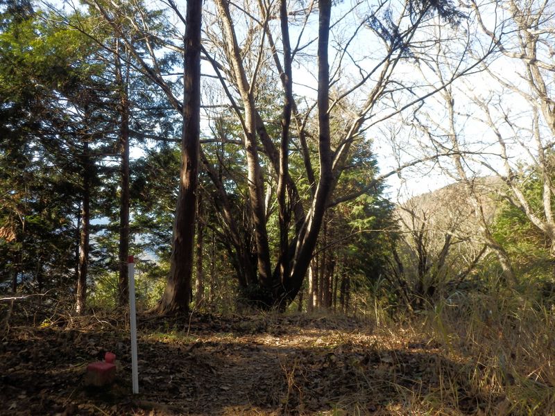 ヤマザクラの株立ち