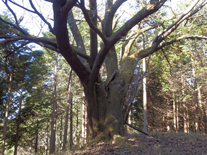 このヤマザクラは、かなりの古株