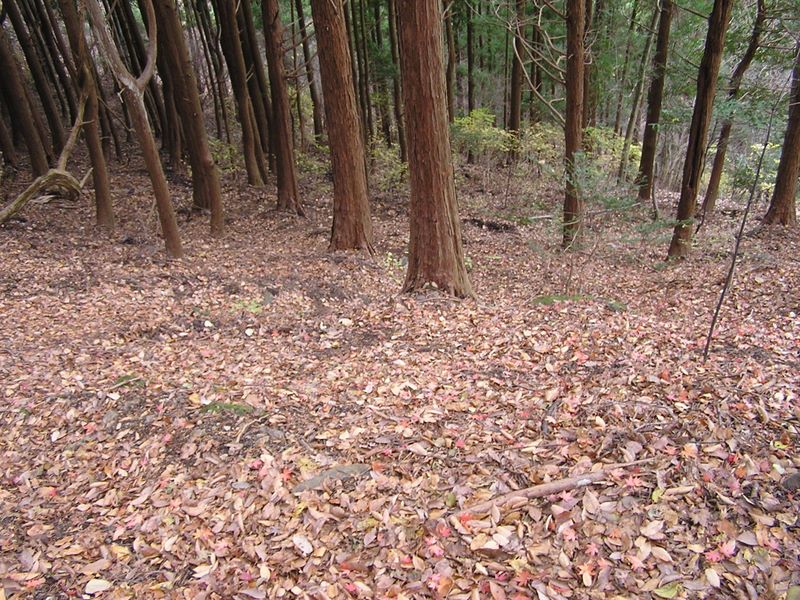 高柄山 -- 道はザレていて、しかも落葉が積もって滑りやすい