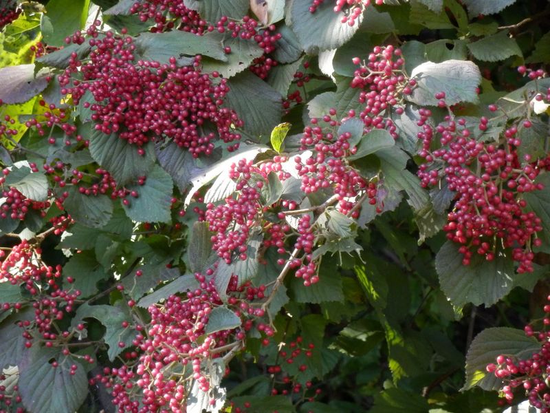 ガマズミの白い花から赤い実