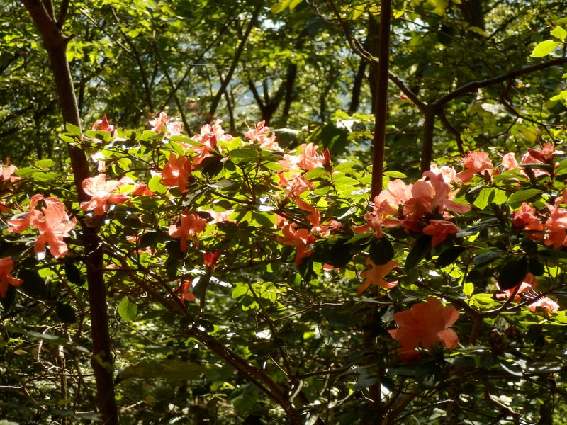 季節はずれのヤマツツジ