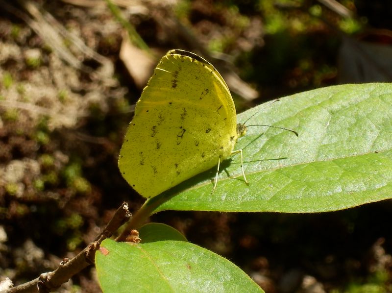 キタキチョウがたくさんいた