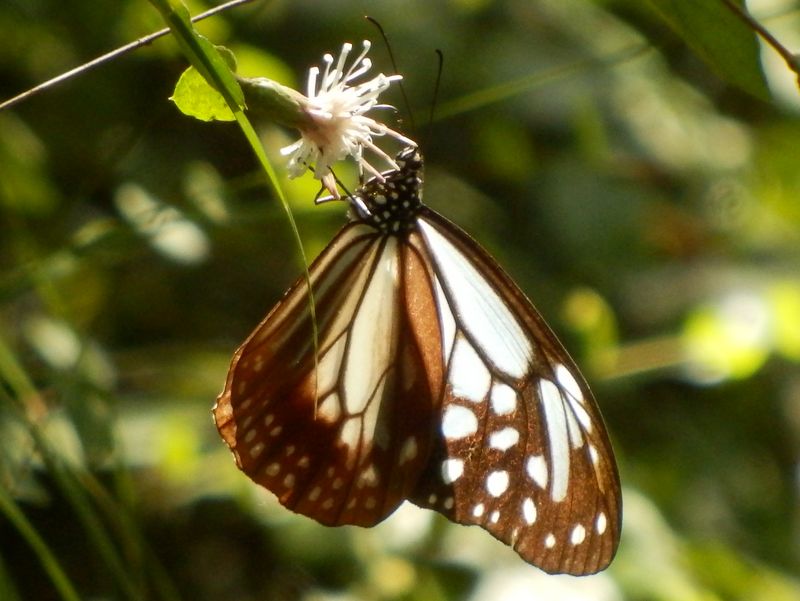 コウヤボウキの花とアサギマダラ