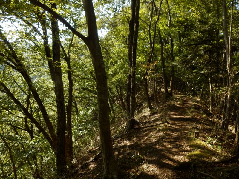 コナラの美しい尾根道
