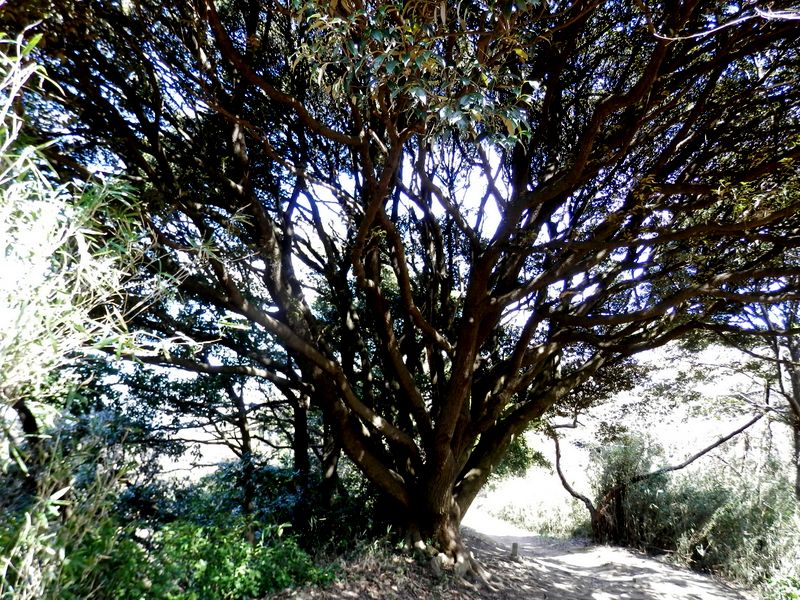 武山から砲台山に向かう道で