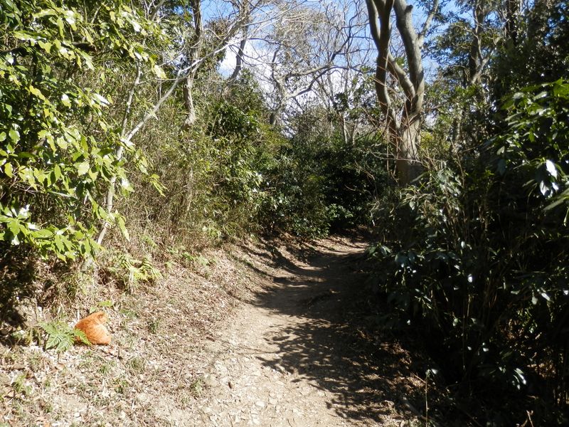 武山から砲台山に向かう途上で、日向ぼっこの猫