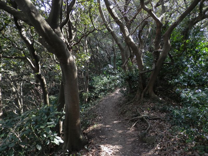 夜は舞踏会を催しそうな木々