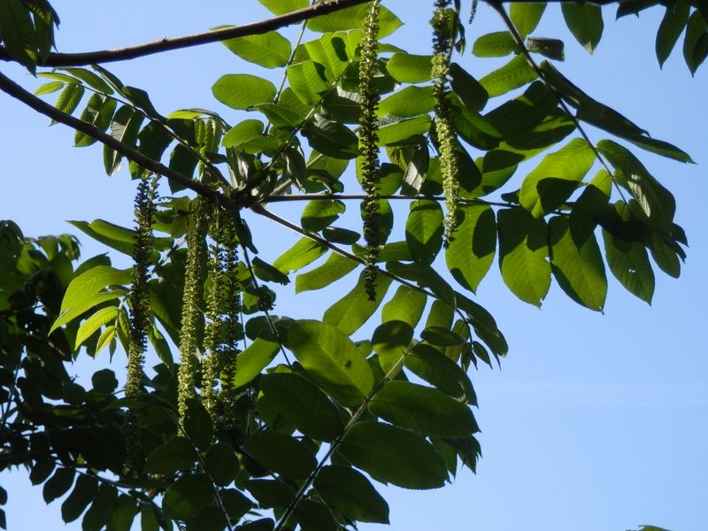 オニグルミかな