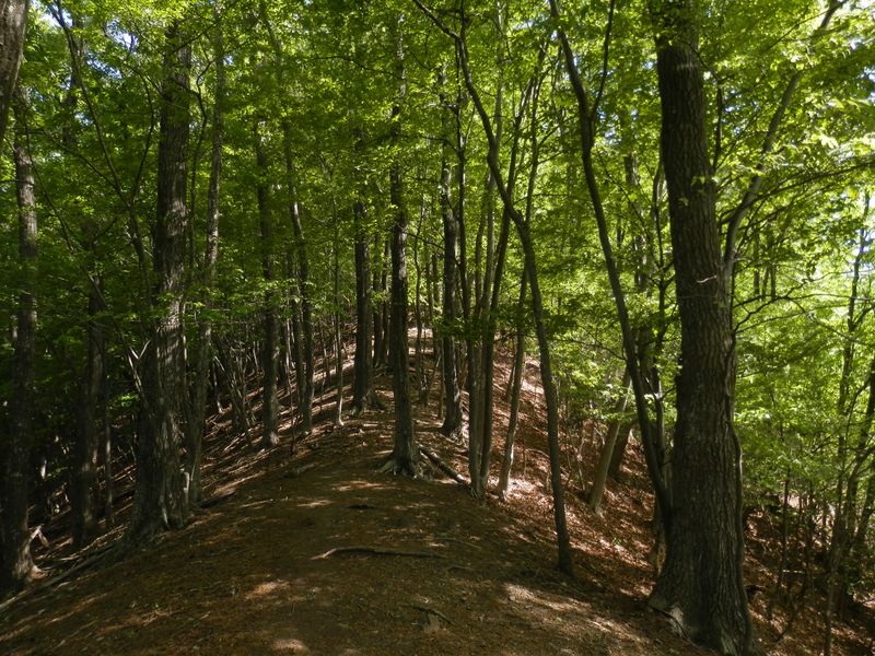 新緑の美しい尾根