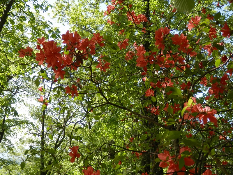 新緑にヤマツツジが映える