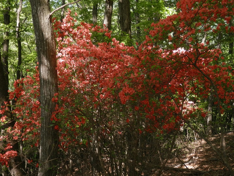 ヤマツツジ豪華版