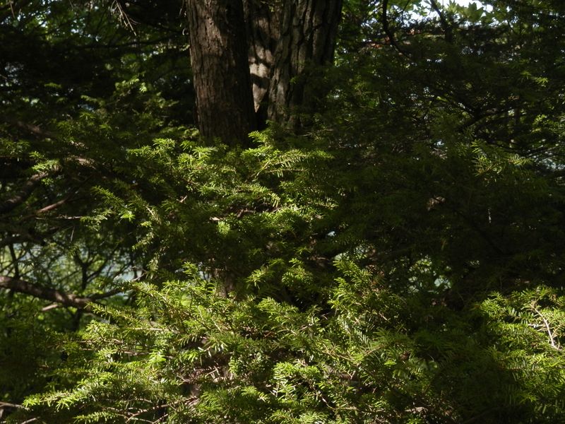 ツガの葉も柔らかそう