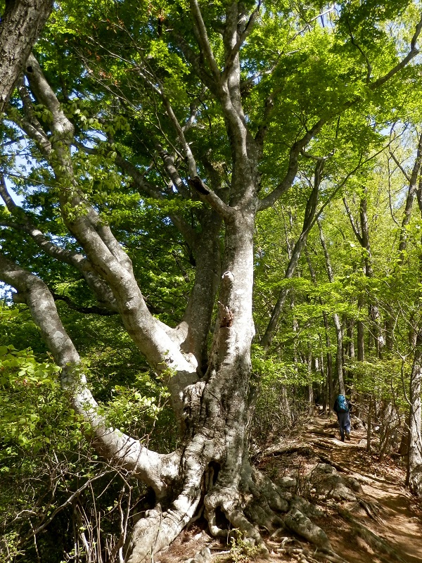 ブナには個性的な木が多い