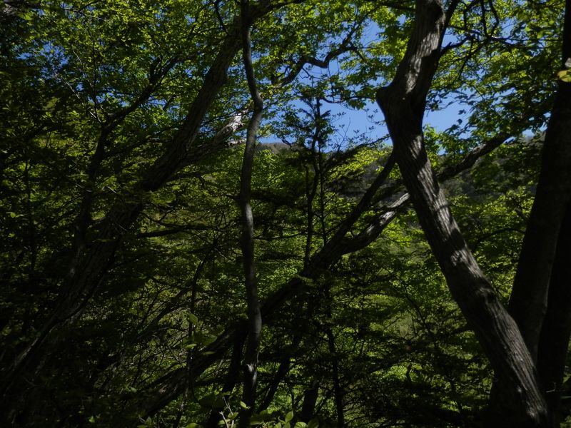 滝子山の山頂がチラチラ見える