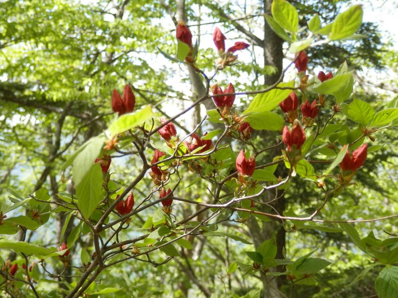 ヤマツツジのつぼみ