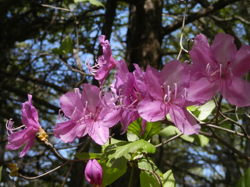 ミツバツツジが登場