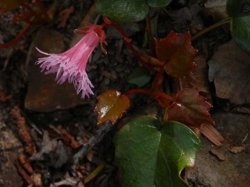 葉の形は、ヒメイワカガミのよう