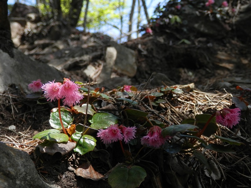 ベニバナヒメイワカガミ