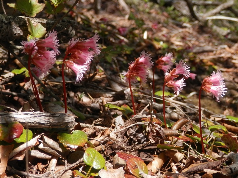 南向きに咲いている