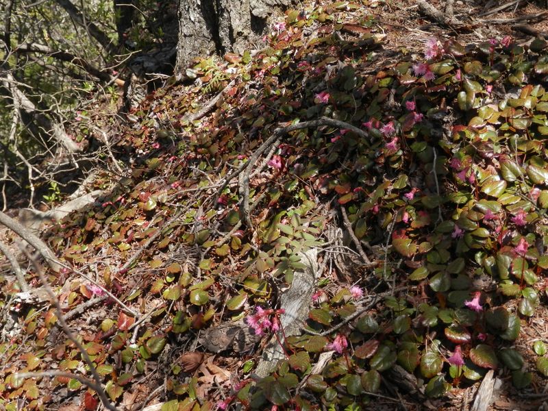 ベニバナヒメイワカガミの大きな群落
