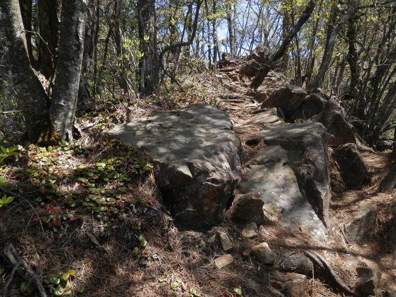 ベニバナヒメイワカガミは延々と