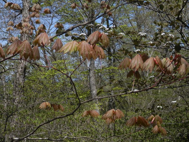 半開きの傘みたいなカエデの葉