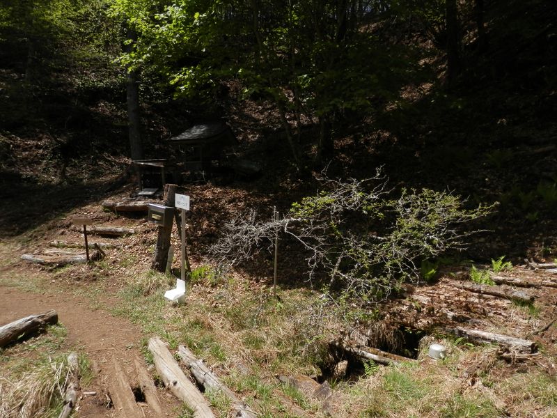 鎮西ヶ池とマメザクラ