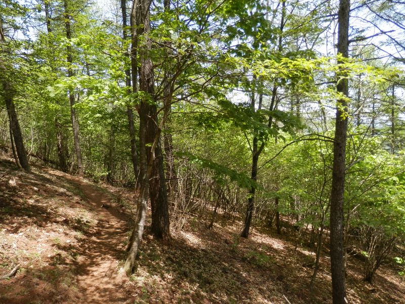 カエデ類から緑の洪水が溢れ出る