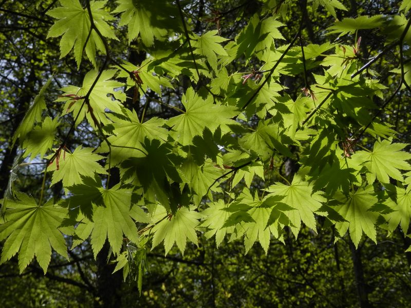 葉と葉の重なりに美しい影