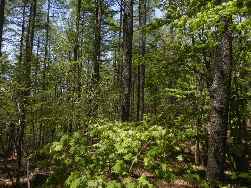 カラマツとカエデの森