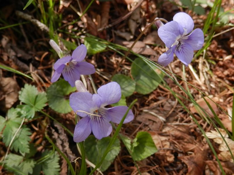 タチツボスミレ