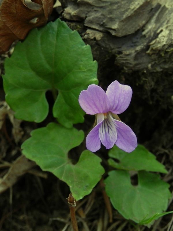 ピンク色のすみれ