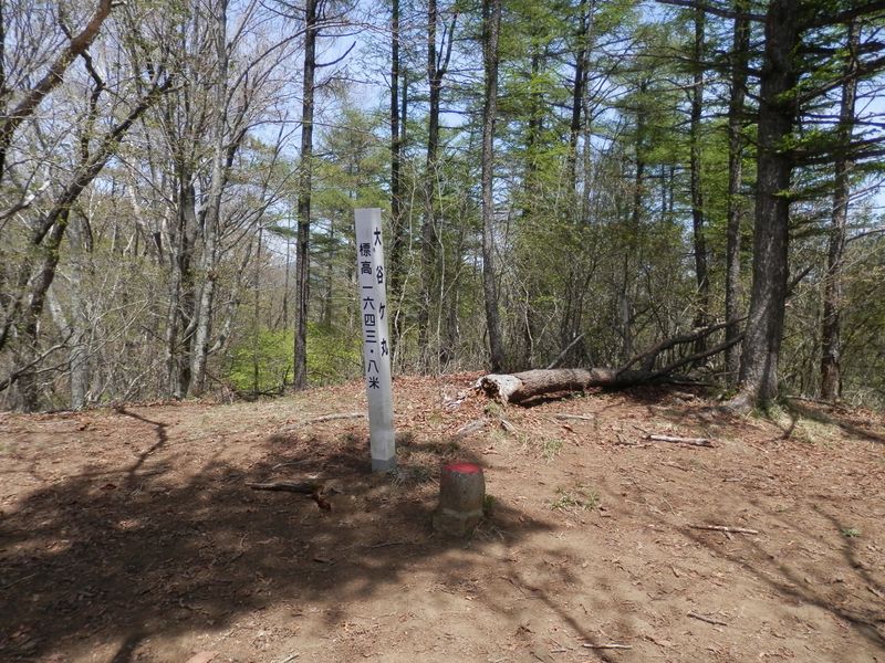 大谷ヶ丸は、滝子山より高かった