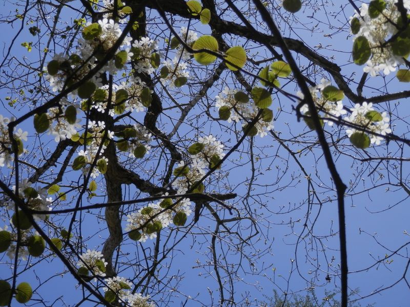 ムシカリを下から