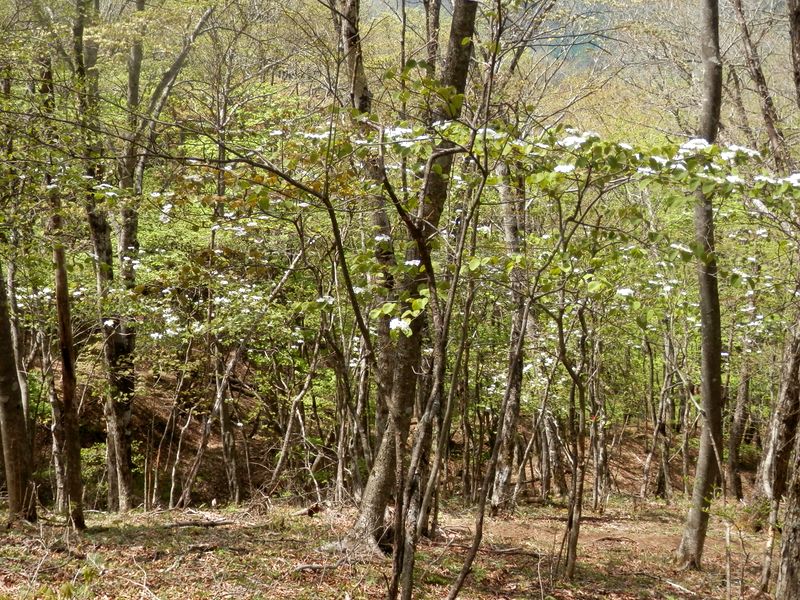 ムシカリが多い場所