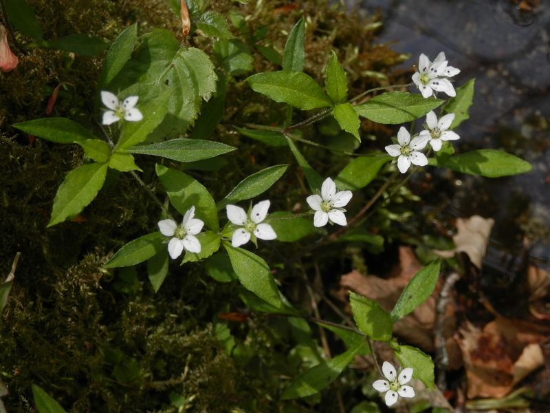 水辺のワチガイソウ