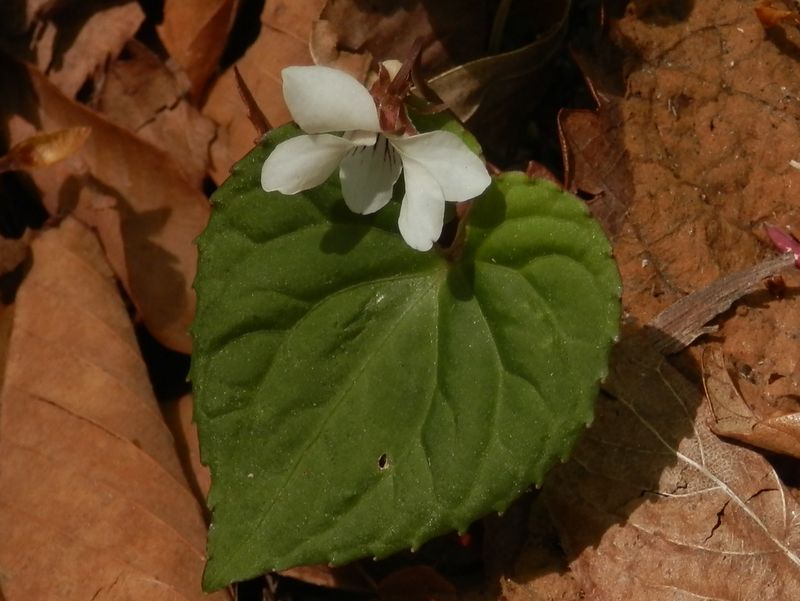 コミヤマスミレかな