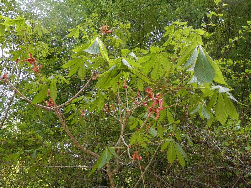 花の終ったトチ