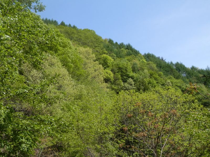 何種類の緑があるだろう？