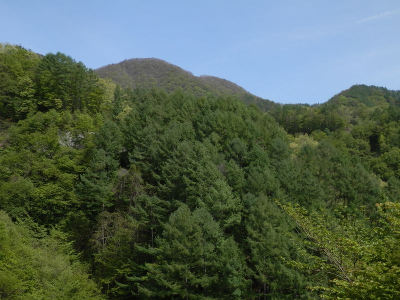 大蔵沢林道から大谷ヶ丸を望む