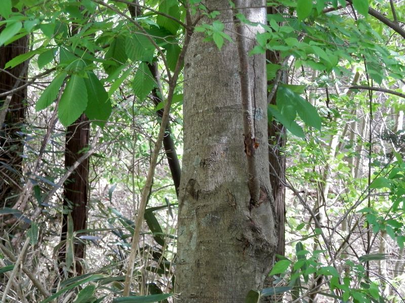 トチノキが他の木を貫いている