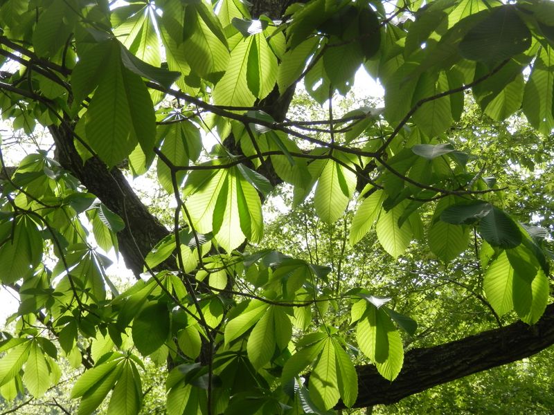 トチノキの葉