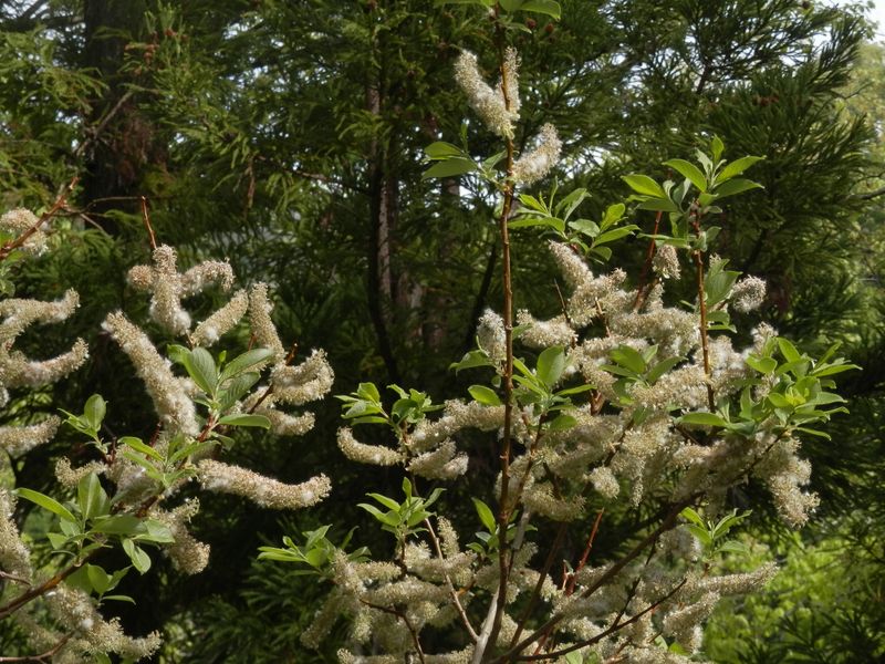 p5119478.jpg (large)