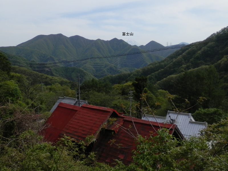 中国の天目山に似ている？