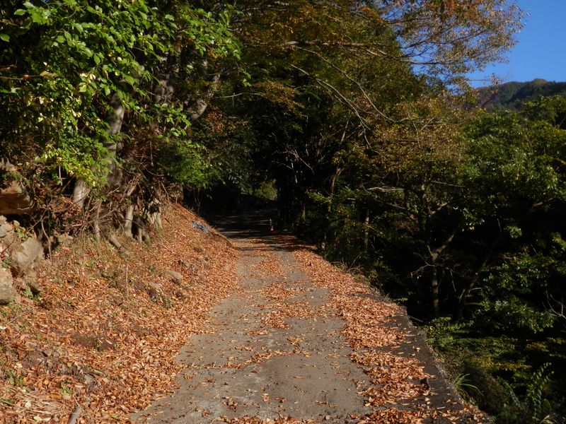 コンクリート舗装の林道