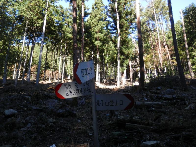 「癒しの森」に到着