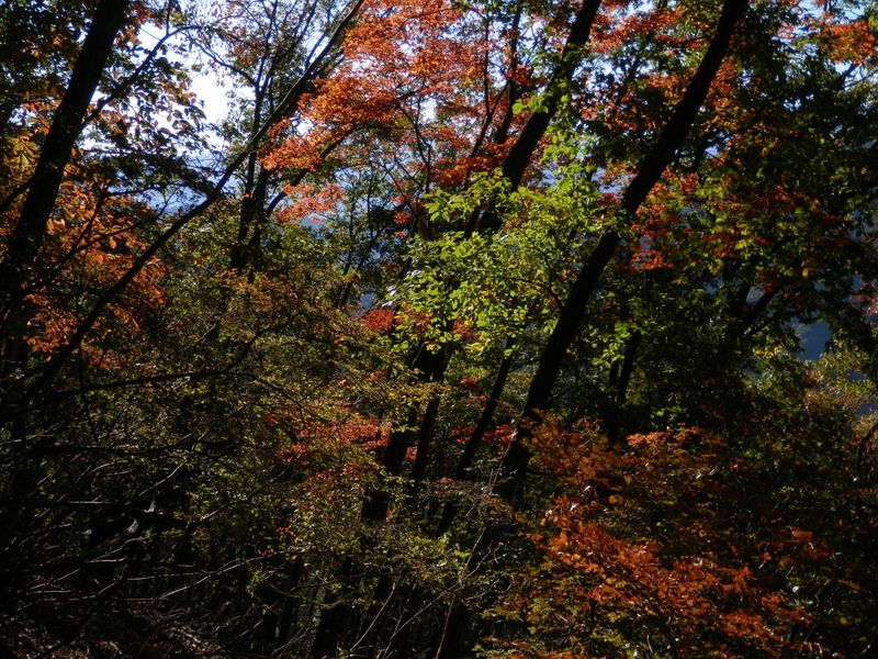 真っ赤ではないが、紅葉がきれい