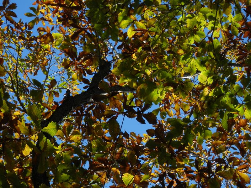 ドングリを落としたのはミズナラ